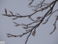 2018-01-13 M. Orsello 083